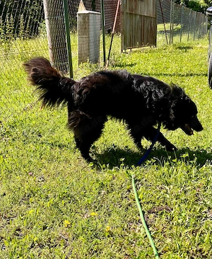 Lustiger kroatischer Schäferhund Dusty sucht seine Familie