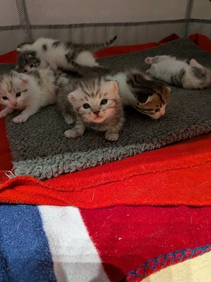 süße kitten 