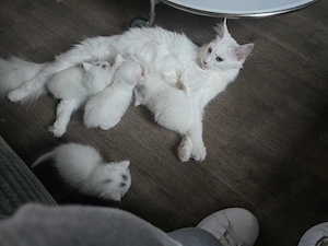 Weiße Maine Coon Kitten 