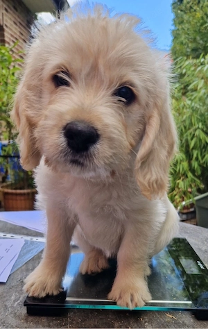 F1 Medium Labradoodle-Welpen - liebevoll in der Familie aufgezogen