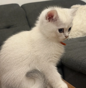 Britisch Kurzhaar Kitten  Bild 3
