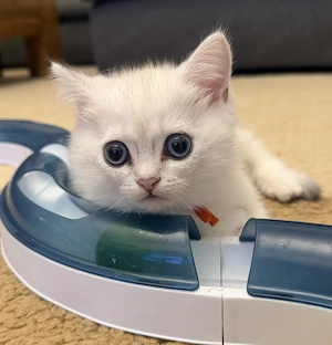 Britisch Kurzhaar Kitten  Bild 4