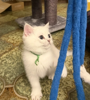 Britisch Kurzhaar Kitten  Bild 5