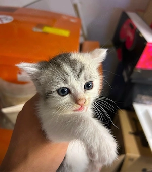 Liebevolle Babykatze sucht neues Zuhause 