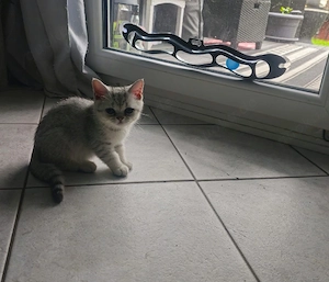 1 Britisch Kurzhaar kitten (BKH)