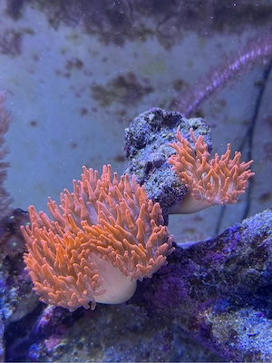 Blasenanemone Entacmaea quadricolor Wirtsanemone Meerwasser