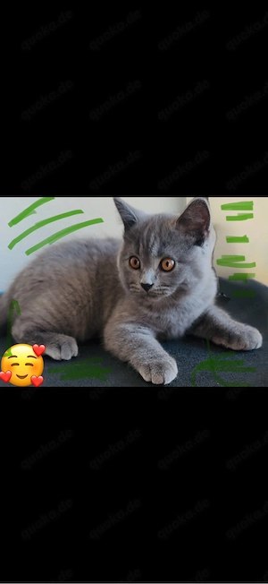 Babykatzen. bkh Kitten 