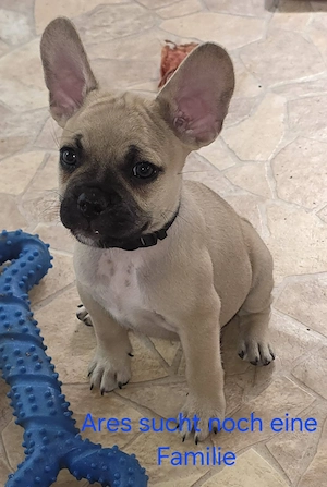 Alternativ Französische Bulldoggen mit Rute und guter Schnauze inl Ahnentafel