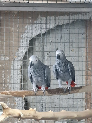 Graupapagei 