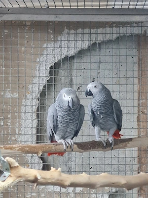 Graupapagei  Bild 2