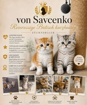 Bkh kitten reinrassig 