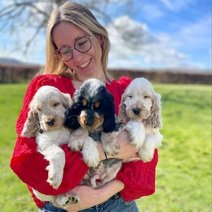 English Cocker Spaniel Welpen   Liebevolle Familien gesucht, sie sind schnell vergeben
