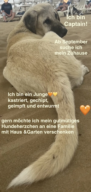 Stattlicher hübscher junger Rüde, kastriert sucht seine Familie  Bild 2