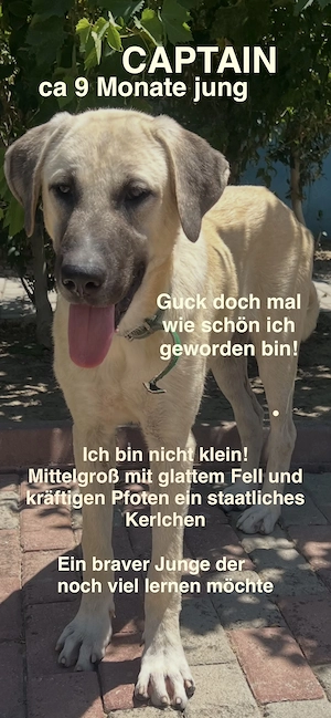 Stattlicher hübscher junger Rüde, kastriert sucht seine Familie  Bild 3