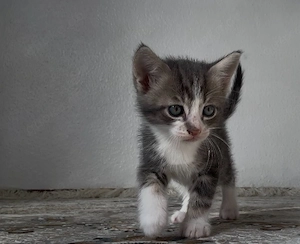 baby katze