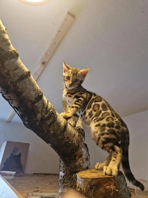 Reinrassige Bengal Katzen, abgabebereit, nur noch 2 Kater verfügbar 