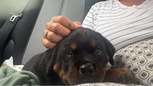 Rottweiler-Welpe sucht liebevolles Zuhause   