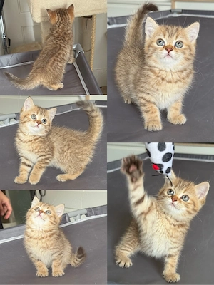 Zauberhaftes BKH Kitten in Black Golden Ticked Tabby   Ab September abgabebereit!