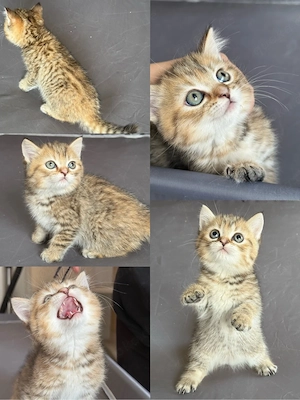 Zauberhaftes BKH Kitten in Black Golden Ticked Tabby   Ab September abgabebereit!