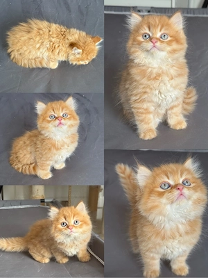 Traumhaftes BLH Kitten in Red Tabby   Ab September abgabebereit!