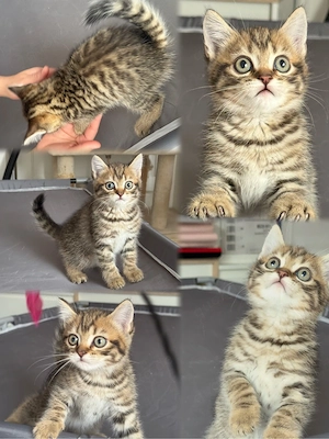 Süßes BKH - EKH Kitten in Dunkel Golden Ticked Tabby   Ab September abgabebereit!