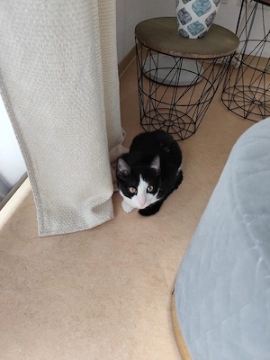 Katze abzugeben
