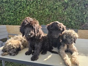 Goldendoodle welpen suchen ein neues zu Hause