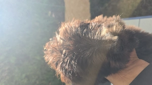 Goldendoodle welpen suchen ein neues zu Hause