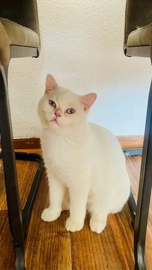 Wunderschön BkH Babys Katze Bild 6