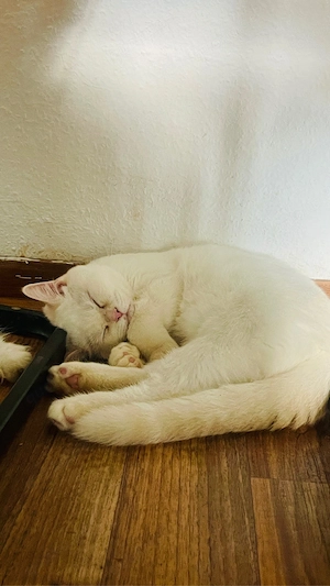 Wunderschön BkH Babys Katze Bild 7