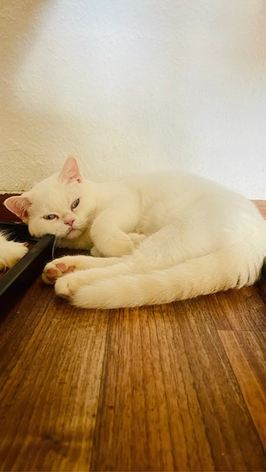 Wunderschön BkH Babys Katze Bild 4