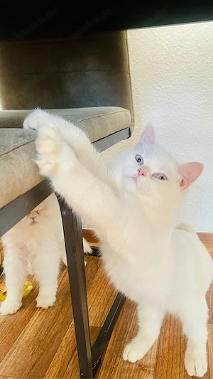 Wunderschön BkH Babys Katze Bild 5