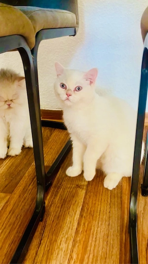 Wunderschön BkH Babys Katze Bild 3