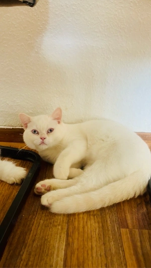 Wunderschön BkH Babys Katze Bild 2