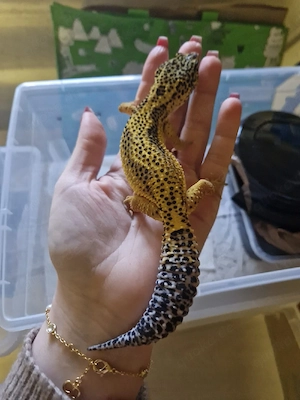 0.1 leopardgecko pos giant Lemon frost