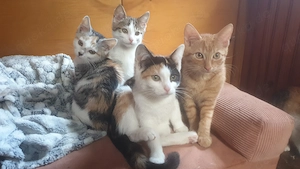 Kleine Katzen Katzenbaby Kitten Kätzchen 