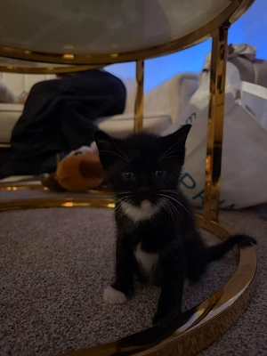 baby katzen 