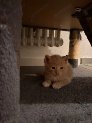 baby Katze 