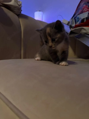 babykatzen 