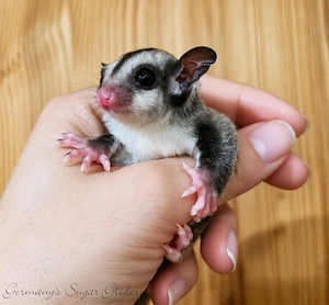 Sugar Glider Joys , Jungtiere  Bild 2