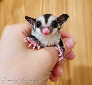 Sugar Glider Joys , Jungtiere 
