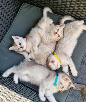 Bkh Russischblau Kitten 