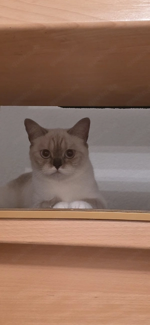 BKH Katze sucht ein zu hause