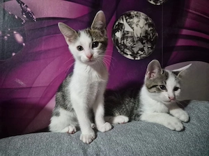 Verkaufen katzen Geschwister Pärchen. 