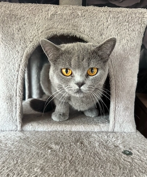 Bkh Katze 