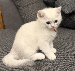 Britisch Kurzhaar Kitten  Bild 6