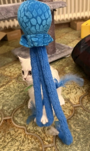 Britisch Kurzhaar Kitten  Bild 8