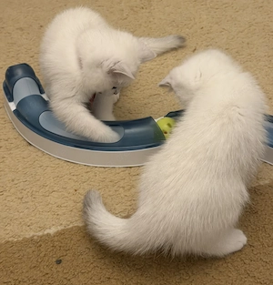 Britisch Kurzhaar Kitten  Bild 9