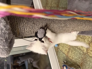 Britisch Kurzhaar Kitten  Bild 7
