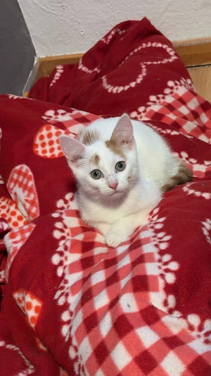 Orange weiße Baby Katze 